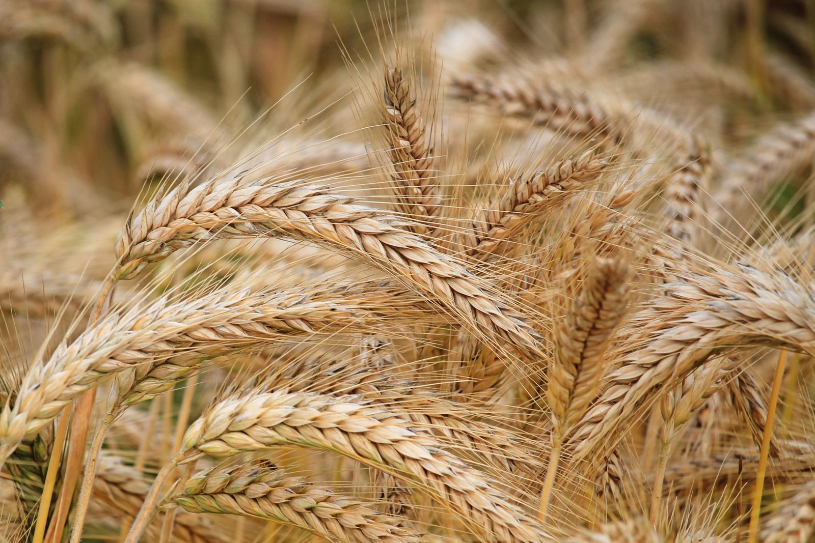 Close-up of ripe wheat ears in a field
